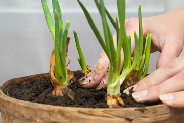 Onion planting in the pot with the ground in the spring, when the bows begin to grow. 