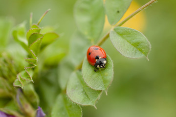 red ladybug on a green leaf horizontal close up