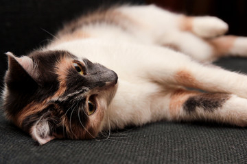 Home pet cute kitten cat lying in the chair with funny looking close up photo.