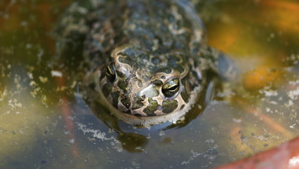 frog (toad) in the hot afternoon otdihat in a bowl of water