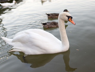 Swan in a pond in nature