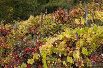 vineyard in spain with the vine leaves in autumn 