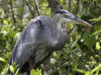Great Blue Heron Everglades Florida