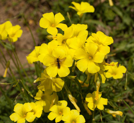 yellow wildflowers with a bee feeding in the meadow in spring