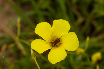 yellow wildflower in spring with a bee feeding with pollen 