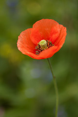 red poppy flower isolated close up in spingtime with green meadow backgrounds