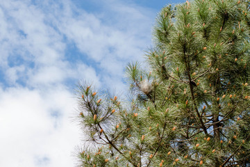 pine tree branch with a caterpillar nest with blue sky and clouds background