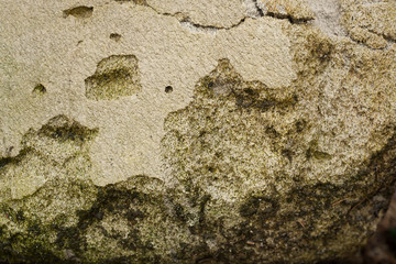 Texture of an old light wall with moss