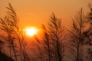 Obraz premium Silhouette of reeds grass,on the background of the sunset.