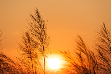 Silhouette of reeds grass,on the background of the sunset.