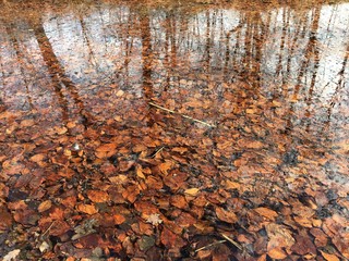 Leaves in a river