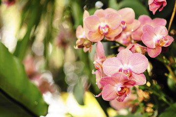 orchid flower