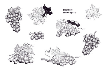 vector grape set illustrations. Can be use for background, design, invitation, banner, packaging. Retro hand drawn illustration
