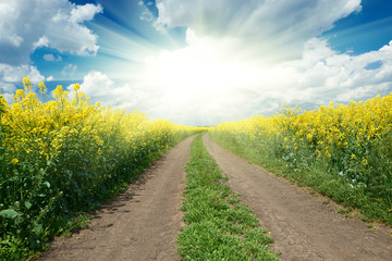 Fototapeta na wymiar Road in yellow flower field, sun on horizon, beautiful spring landscape