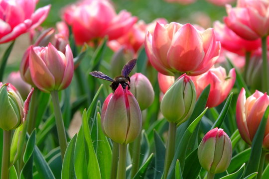  Un xylocope violet ou abeille charpenti&egrave;re sur une tulipe.