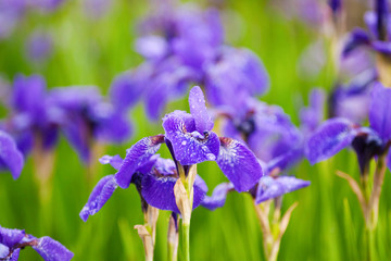 Field of blooming purple irises