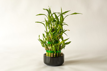 Fototapeta premium Lucky Bamboo Plant. Small bamboo in the pot. Isolated on white background. Close up.