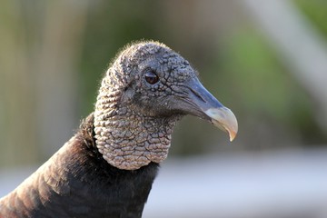 Rabengeier Portrait / Everglades Nationalpark / Florida / USA