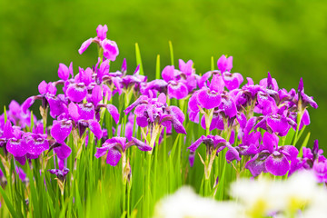 Purple flowers of irises