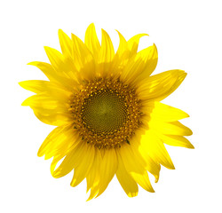 Obraz premium Sunflowers field isolated on white background