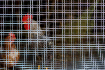Cockerel and chicken blurred behind bars