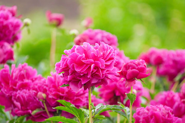Obraz premium Lush flowerbed with purple pion flowers