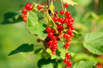 Close-up of a red currant in the fruit garden