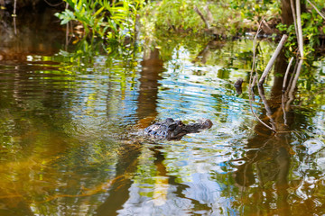 Fototapeta na wymiar American Alligator in Florida Wetland. Everglades National Park in USA.