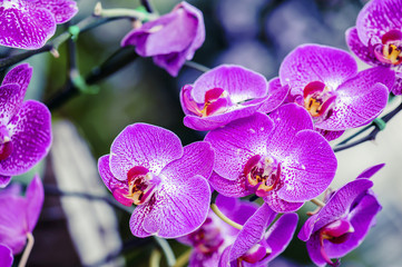 Obraz na płótnie Canvas Pink orchid flower with sunlight in garden