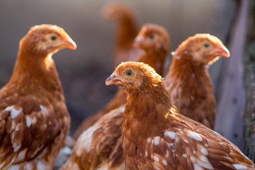 Young Chicken heads in farm