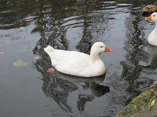 December misty morning walk around Sowerby Bridge collection