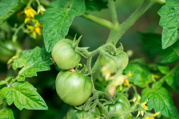 Green Tomatoes in a garden; close up