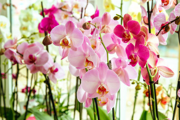 beautiful pink orchid flower room