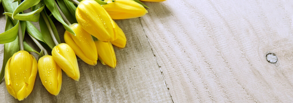 Yellow tulip bouquet isolated .