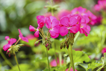 Fototapeta na wymiar pink geranium flower in garden summer