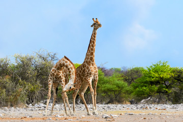 Giraffe while fighting