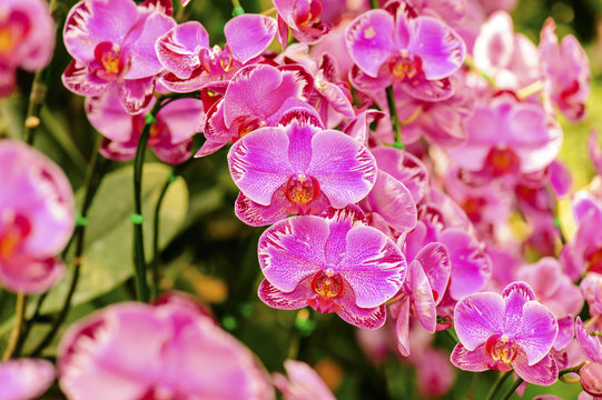 Fototapeta Pink orchid flower with sunlight in garden