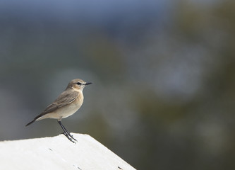 Isabelline Wheatear (Oenanthe isabellina), Paphos headland, Cyprus.