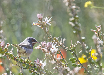 Subalpine Warbler (Sylvia cantillans) male, Paphos headland, Cyprus.