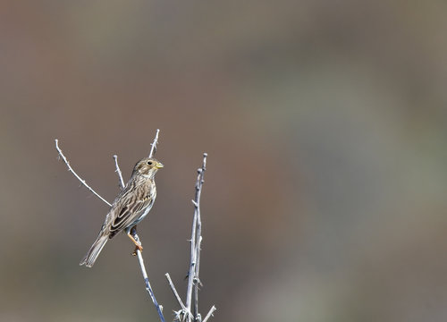 Corn Bunting (Miliaria Calandra) Perched In A Dead Plant, Paphos Headland, Cyprus.