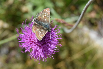 butterfly on flower