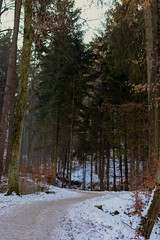 Naklejka premium In the forest