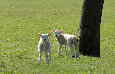 Obraz na płótnie Canvas Two New Born Baby Lambs Standing Next to a Tree.