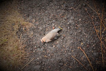 Beautiful dead bird lying on the ground