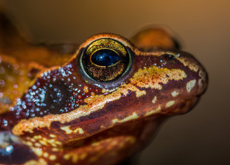 Frog Portrait