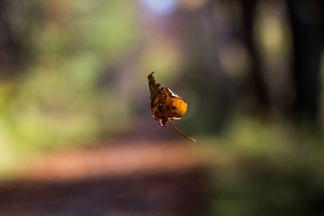 Lit up and floating leaf
