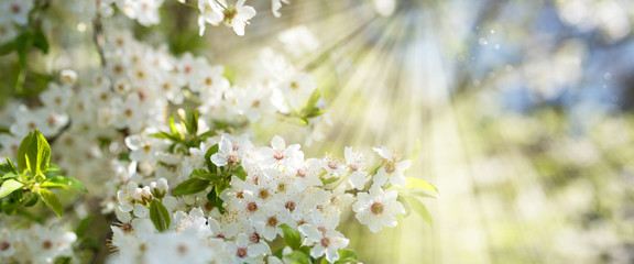 White blossoms in spring sun - 143142401