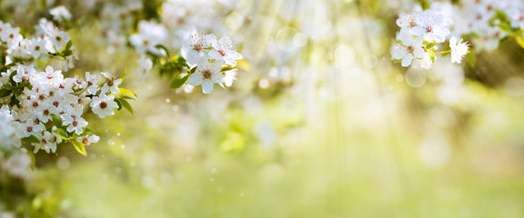 Fleurs blanches au soleil de printemps