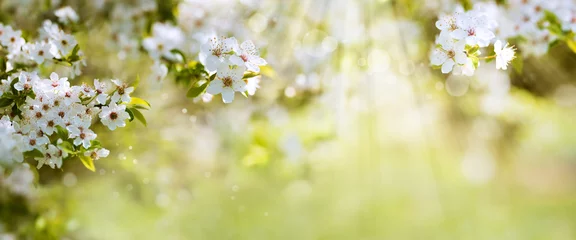 Crédence en verre imprimé Printemps Fleurs blanches au soleil de printemps