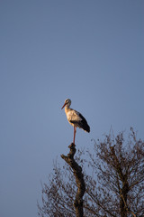 Stork